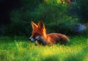 Mozilla Firefox Hack